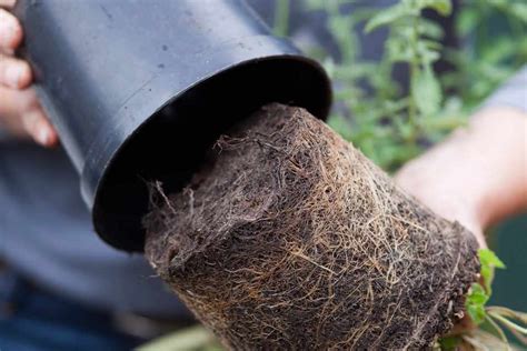 Pot Up Plants In Pictures Bbc Gardeners World Magazine