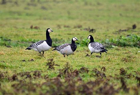 Image captionbarnacle geese are small geese with distinctive black and white markings and a call like a yappy dog. Barnacle Geese