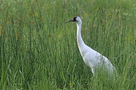 North American Whooping Crane