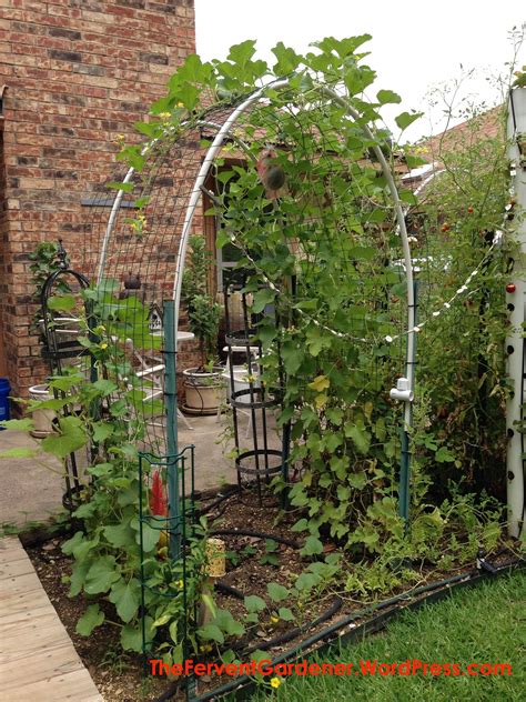 Grow Cantaloupe Vertically And Get A Lot Of Tasty Fruit From A Small