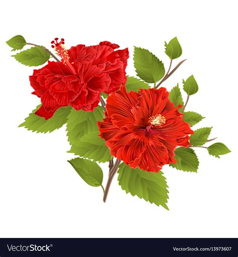 Two Red Hibiscus Hibiscus Stem Tropical Flower Vector Image