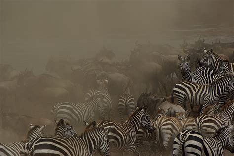 The Great Migration When Thousands Of Wildebeest And Zebra Flickr