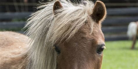 Falabellas Facts And Information On One Of The Worlds Smallest Ponies
