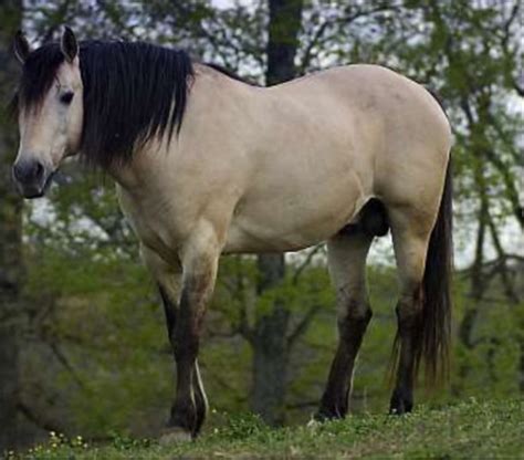 Tb for sale( master freckles). Beautiful Buckskin Stallion Horse | Horses, Horses for sale, Buckskin horse
