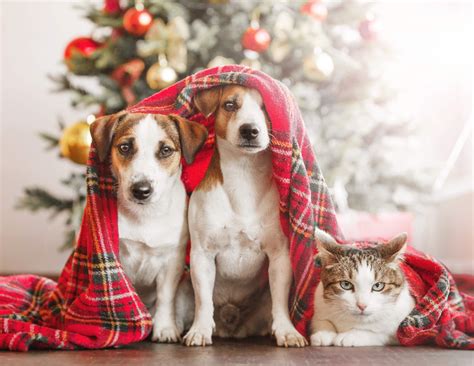 Stream cartoon catdog show series online with hq high quality. Cute Christmas pics with two Jack Russels and a grumpy ...