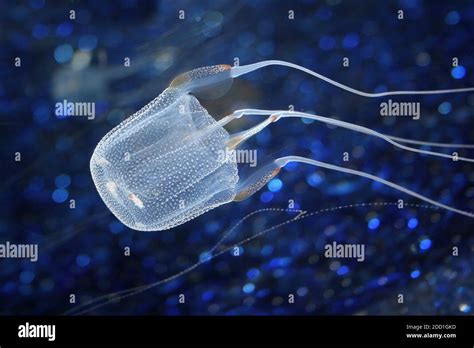 Sea Wasp Hi Res Stock Photography And Images Alamy
