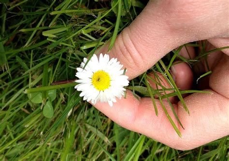 6 Jadalnych Kwiatów I Ich Zdrowotne Właściwości Blaber