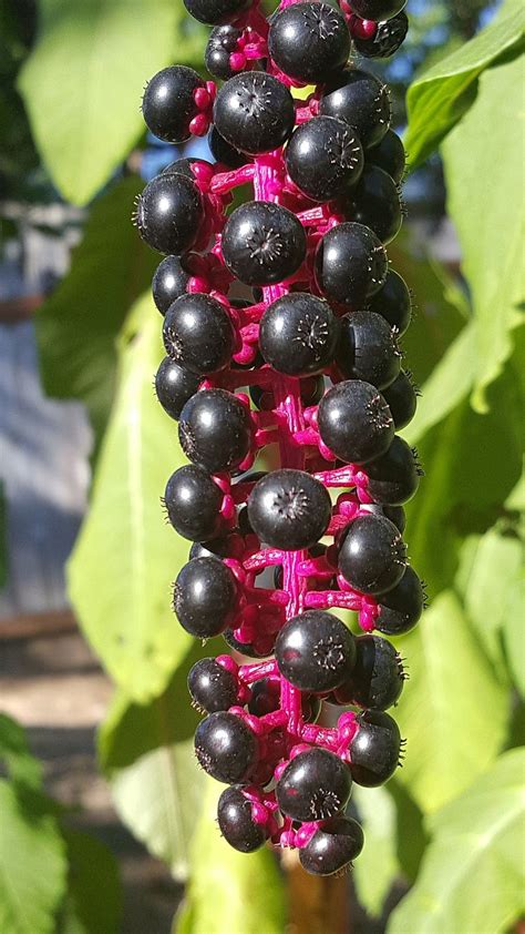 Phytolacca Americana Berry Plants Edible Wild Plants Edible Plants