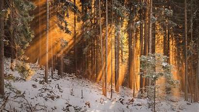 Forest Winter Trees Sunlight Background 1080p Wallpapers