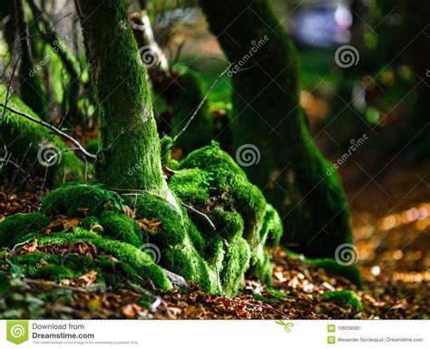 Beautiful Green Moss In Autumnal Forest Sun And Shadows Natural