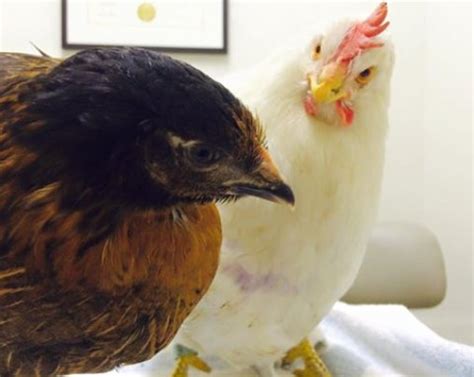 Rescue Rehab And Re Homing Of Domesticated Chickens Globalgiving