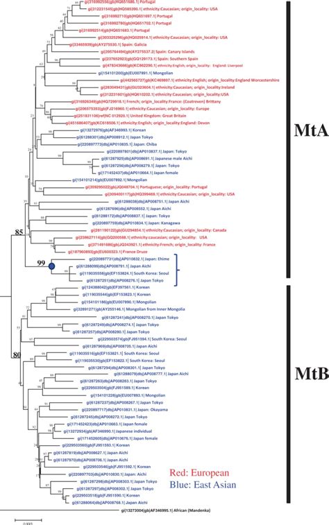 phylogenetic tree of the complete mitochondrial genomes for the four download scientific