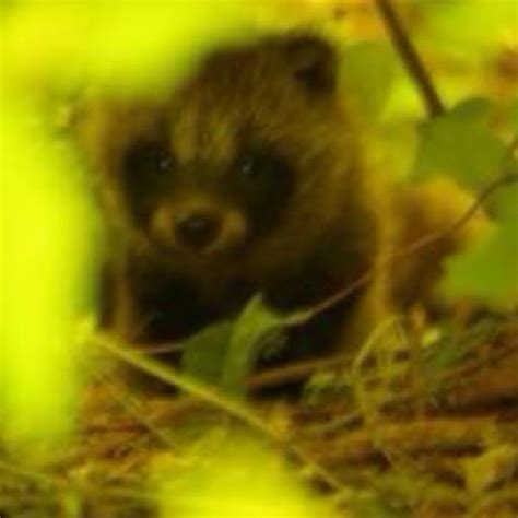 Raccoon Dog Project Noah