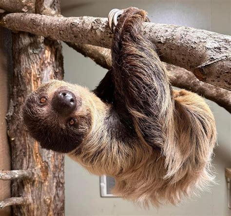 Up Wildlife Park Gives Sneak Peek Of New Sloth Enclosure