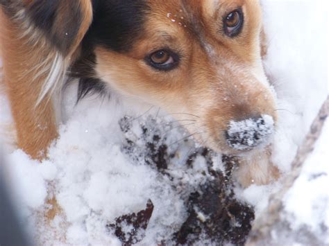 Dog In Snow Free Stock Photo Public Domain Pictures