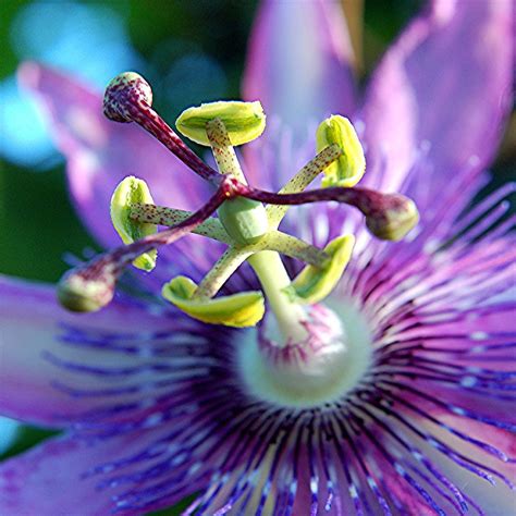 Dazzling Purple Passion Flower Proclaims Its Fertility A Photo On