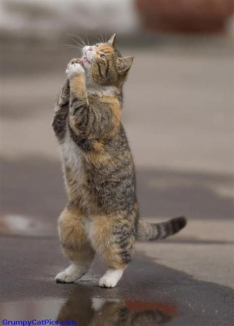 Cat Praying To God Cats Animals Funny Cats And Dogs