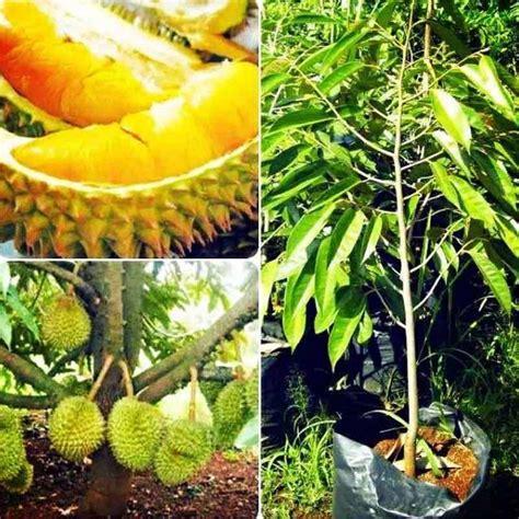 Sudah coba durian musang king? Anak Pokok Durian Musang King Untuk Dijual - BENIH TOKO