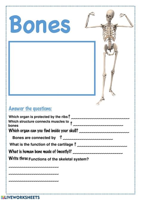 Skeletal System Online Exercise For 11 You Can Do The Exercises Online