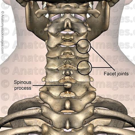 Anatomy Stock Images Neck Intervertebral Disc Discus Intervertebralis