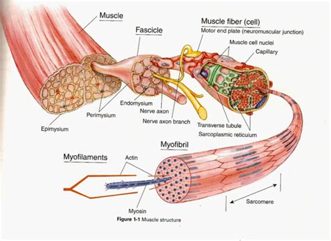 This is a table of skeletal muscles of the human anatomy. Structure of a Muscle FIbre | Muscle structure, Skeletal muscle anatomy, Skeletal muscle
