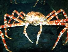 Japanese spider crab (macrocheira kaempferi) at the kyoto aquarium. Would facehuggers go after non-mammals (that includes ...