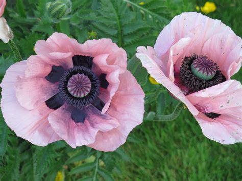 Large Pink Poppies Seen While Walking The Streets Of Sitka Alaska