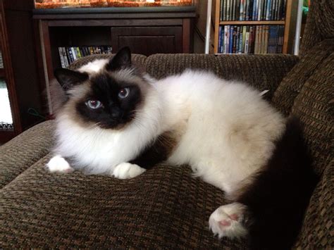 Hanging Out With My Boy Chewy Seal Point Birman Cat Breeds
