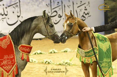 Ajman Arabian Horse Show 2016 Dubai Arabian Horse Stud