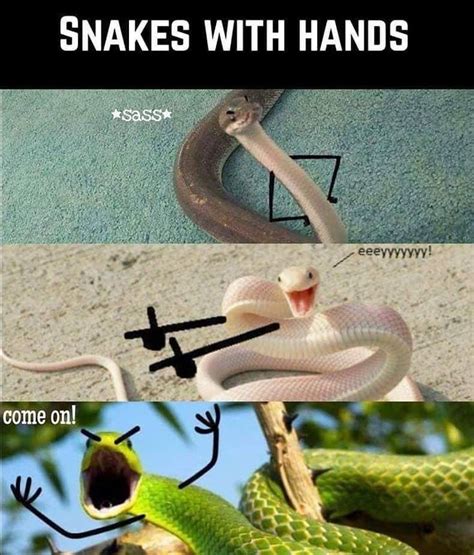 Snake Snakes Snek Hands Arms Cute Animal Memes Animal Jokes Crazy