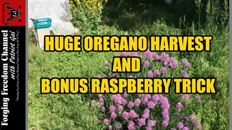 3872 x 2592 jpeg 1066 кб. Huge Oregano Plant Harvest - Greek Oregano Makes Great ...