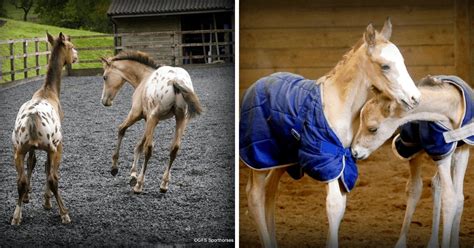 Mare Defies Incredible Odds To Give Birth To Healthy Twin Foalsfor