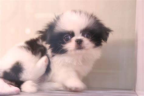 Japanese Chin Puppies For Sale