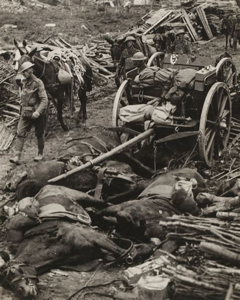 Horse Power In The First World War National Army Museum