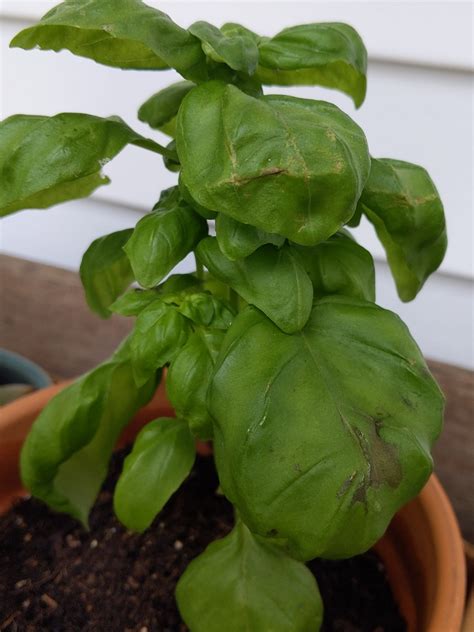 New To Gardening Whats Wrong With My Basil Herbs