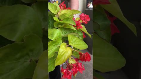 Gardening Tip Begonia Care Youtube