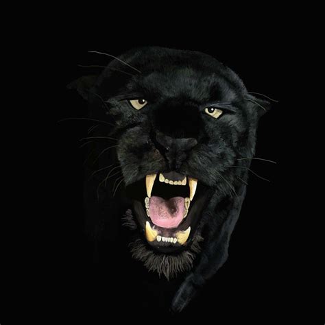 Angry Black Panther Animal Wallpapers Top Free Angry Black Panther