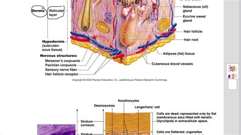 Integumentary System Video Youtube