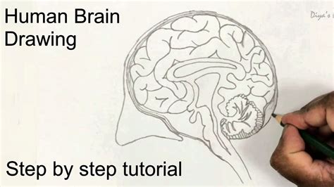 How To Draw A Human Brain Step By Step Drawing For Beginners School