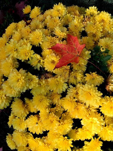 Yellow Mums With Fall Reminder Stock Image Image Of Fall Autumn