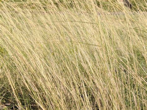 Tall Grass Texture