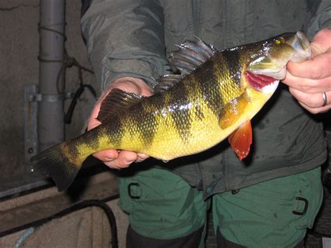 CNBNews Hunting/Fishing Maryland: Spring Spawning Runs of Yellow Perch ...