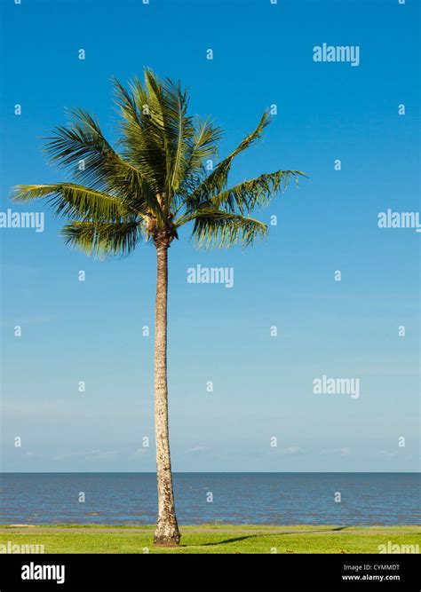 A Lone Coconut Tree On A Tropical Beach Front With A Lovely Blue Sky In
