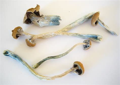 How To Grow Your Own Psychedelic Mushrooms Ayahuasca Community Medium