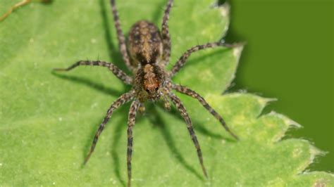 Hobo Spider Identification Habits And Effective Control Methods