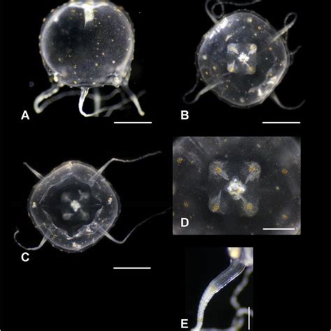 Nagasaki Population Of Alatina Morandinii Early Life Stages From
