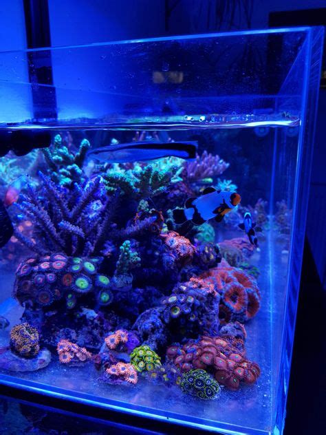 22 Shallow Nano Sps Reef Tank Ideas Reef Tank Sps Hydra