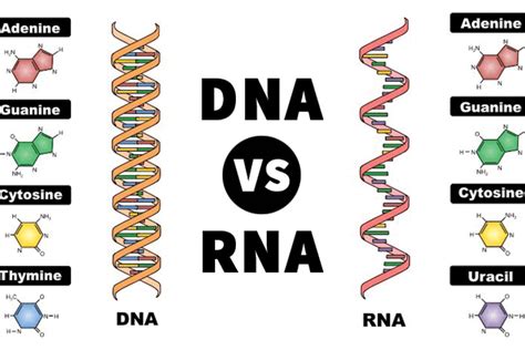 Perbedaan Struktur DNA Dan RNA