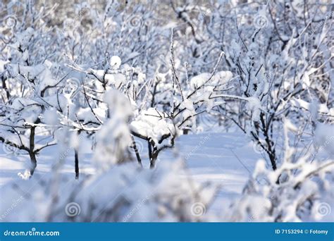 Fruit Orchard In Winter Stock Photo Image Of Rural Seasonal 7153294