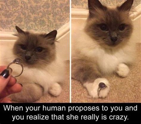 Memes Youll Only Understand If Cats Rule Your World 32 Pics